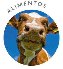 Alimentos